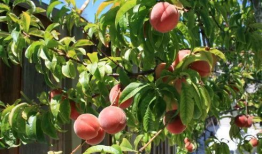 精品国产乱码久久久久久紫薇蜜桃,紫薇蜜桃，探寻神秘之境